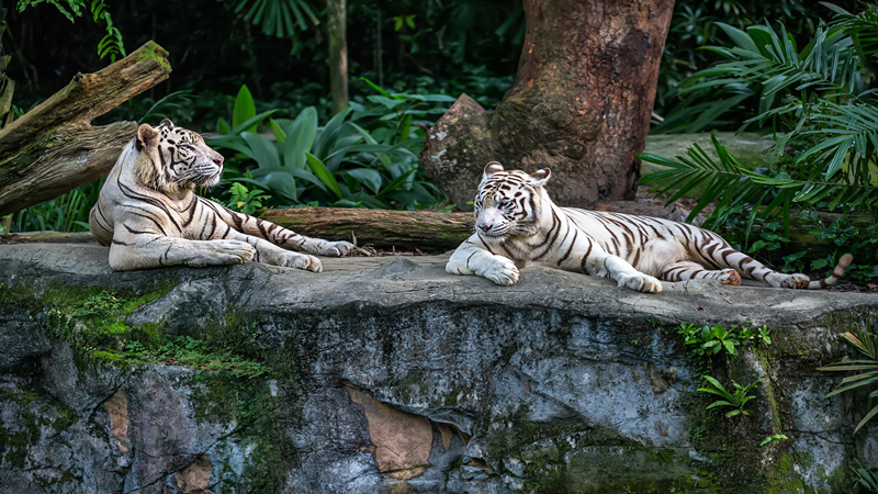 Animals at Scovill Zoo